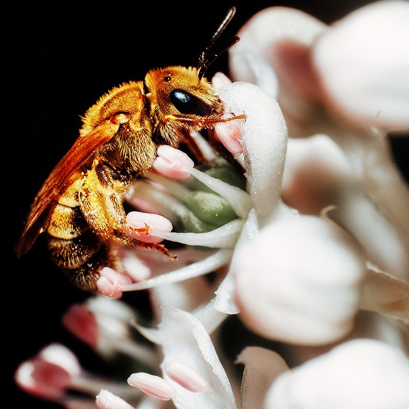 Пчелка фото превью