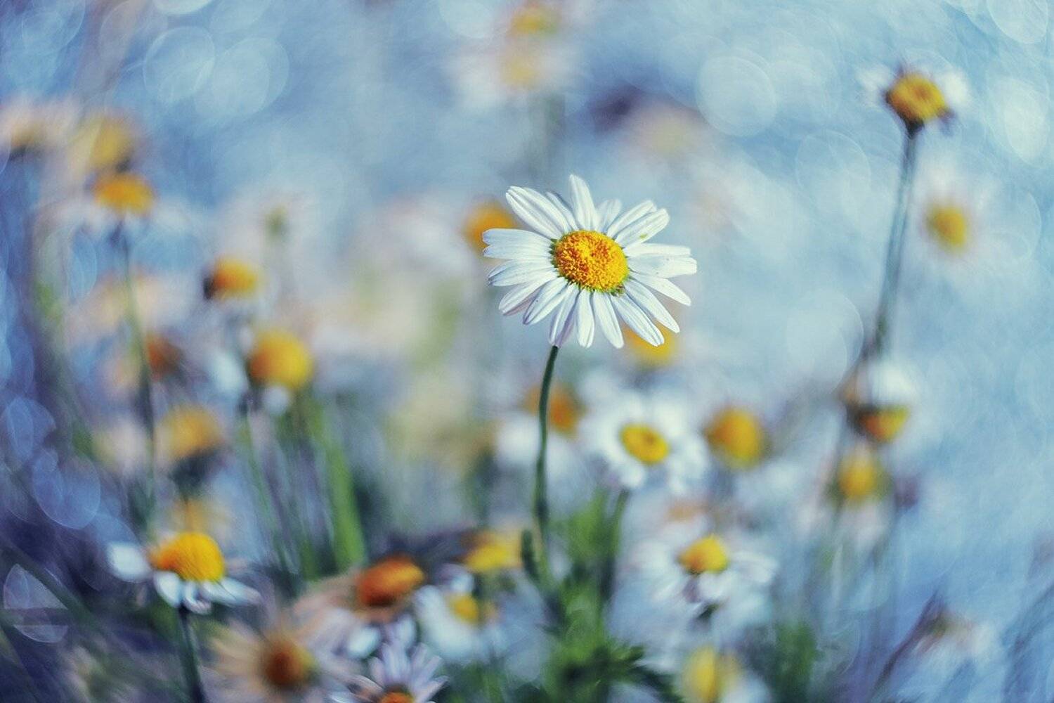 moment, момент, beautiful, красивый, helios-44m, manual lens, мануальная оптика, bokeh, боке,  tenderness, нежность, flower, цветок, wild, полевой, white, белый, chamomile, ромашка,, Наталья Терентьева