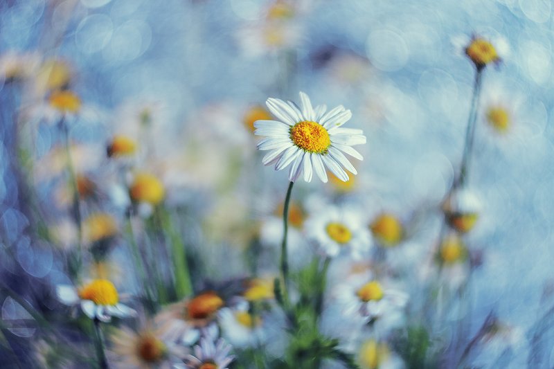 moment, момент, beautiful, красивый, helios-44m, manual lens, мануальная оптика, bokeh, боке,  tenderness, нежность, flower, цветок, wild, полевой, white, белый, chamomile, ромашка, Летние мечты о прохладе… фото превью