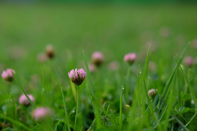 pink and green фото превью
