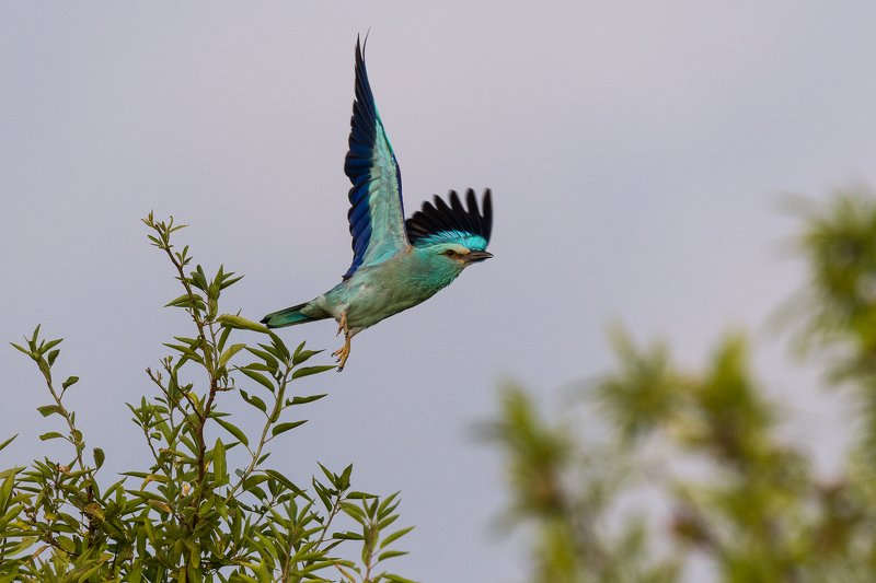 guêpier d\\\'europe; european bee-eater; european roller; rollier d\\\'europe; wild birds The migratory birds in Minervois area (Aude - France) фото превью