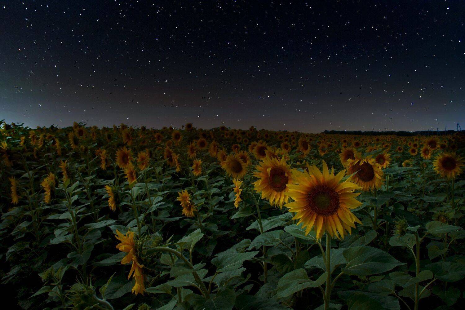 , Елена Брежицкая