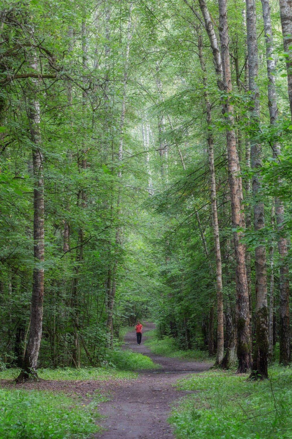 природа, пейзаж, лес, Мартыненко Дмитрий