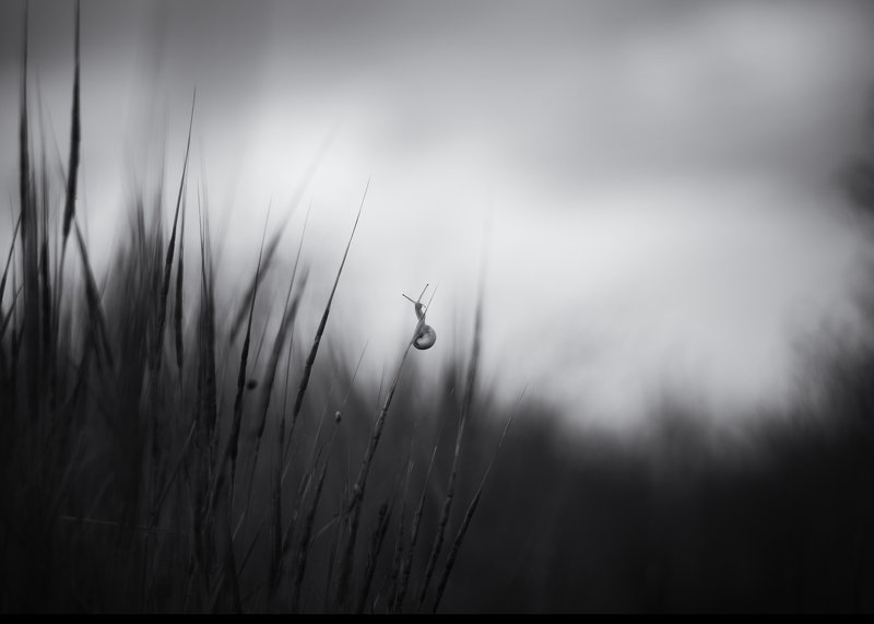 улитка чб пейзаж трава Путешественник фото превью