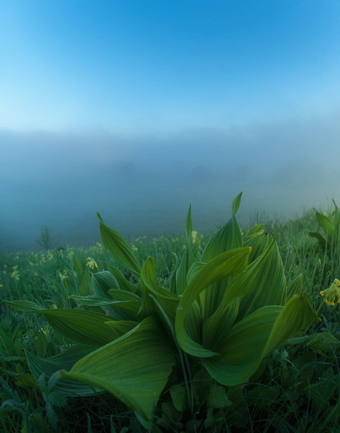 утро, россия, весна, рассвет, одоев, Виталий Левыкин