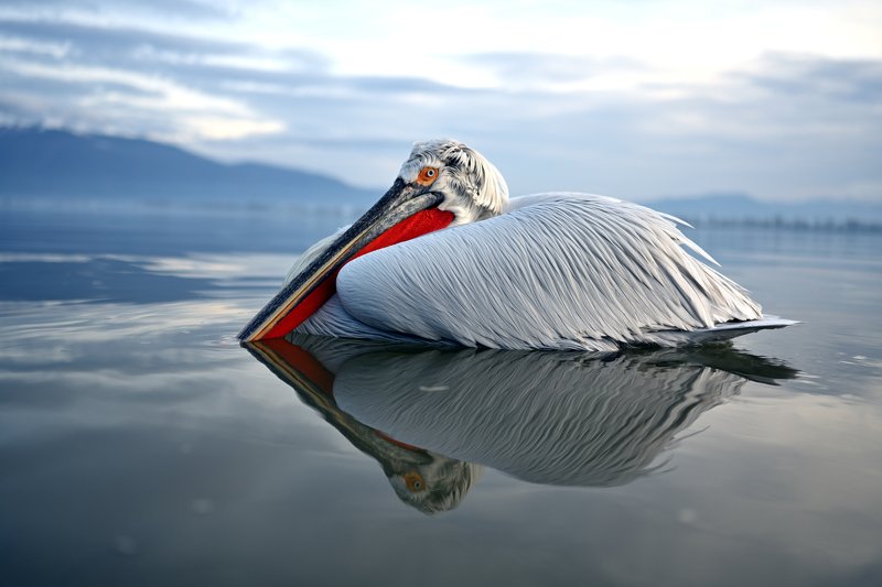 bird, animal Nice boy II. фото превью