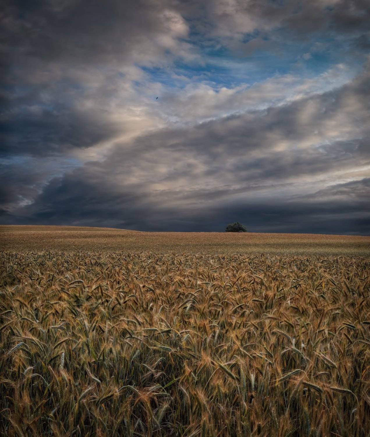 лето, июнь, небо, поле,, Сергей Шабуневич