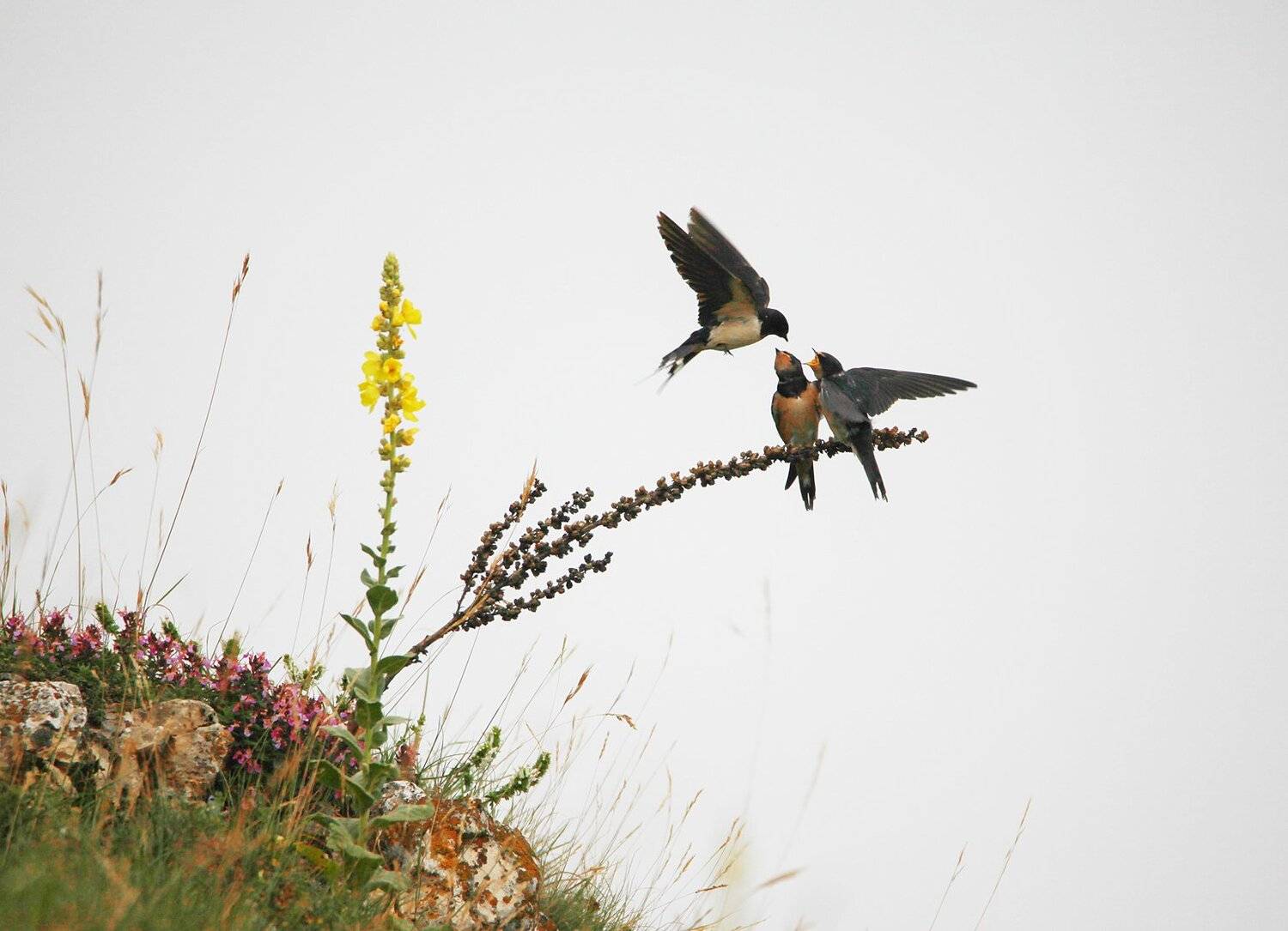 ласточкина семья,ласточки,кормления,птицы.природа,, Marat Magov