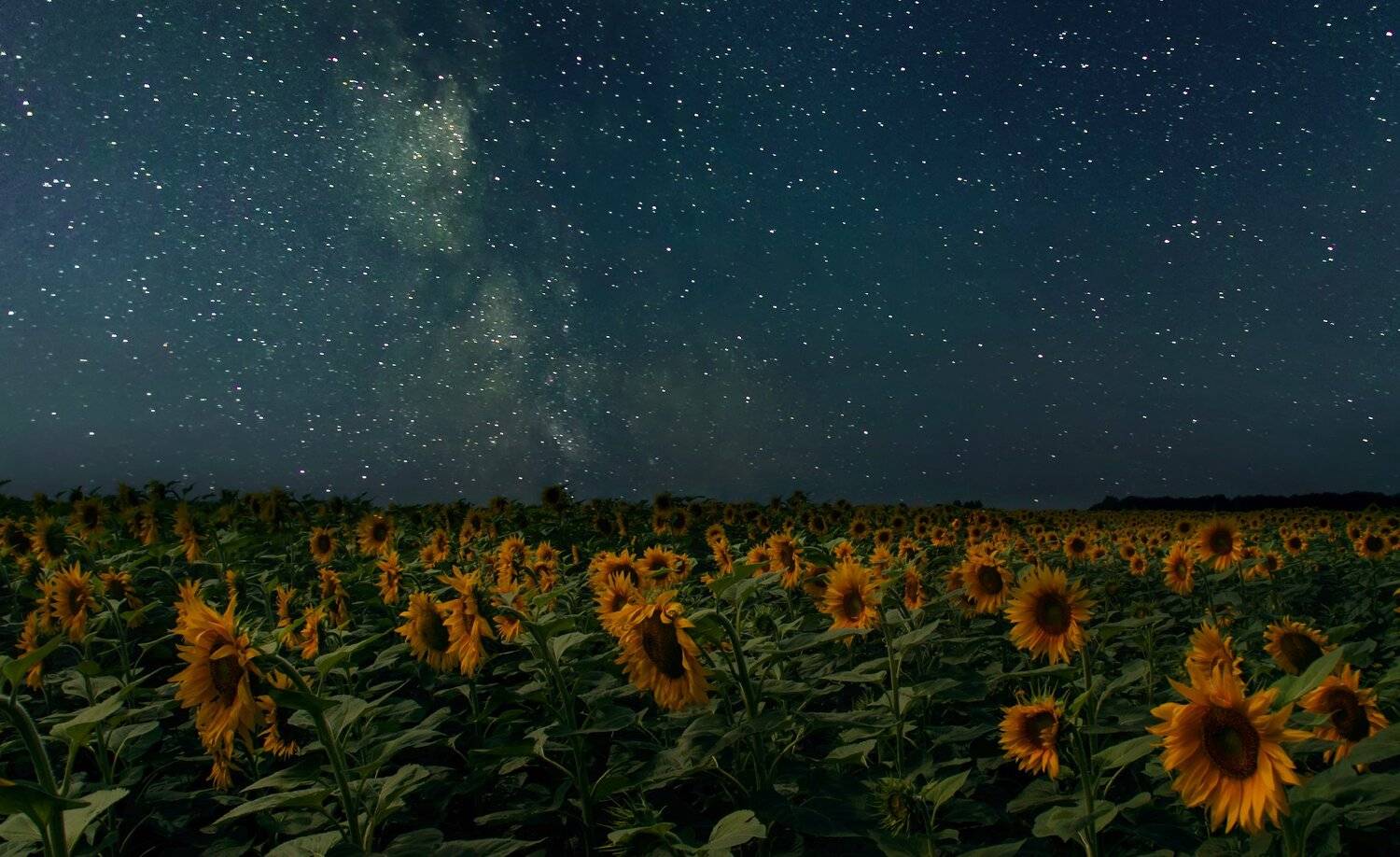 , Елена Брежицкая