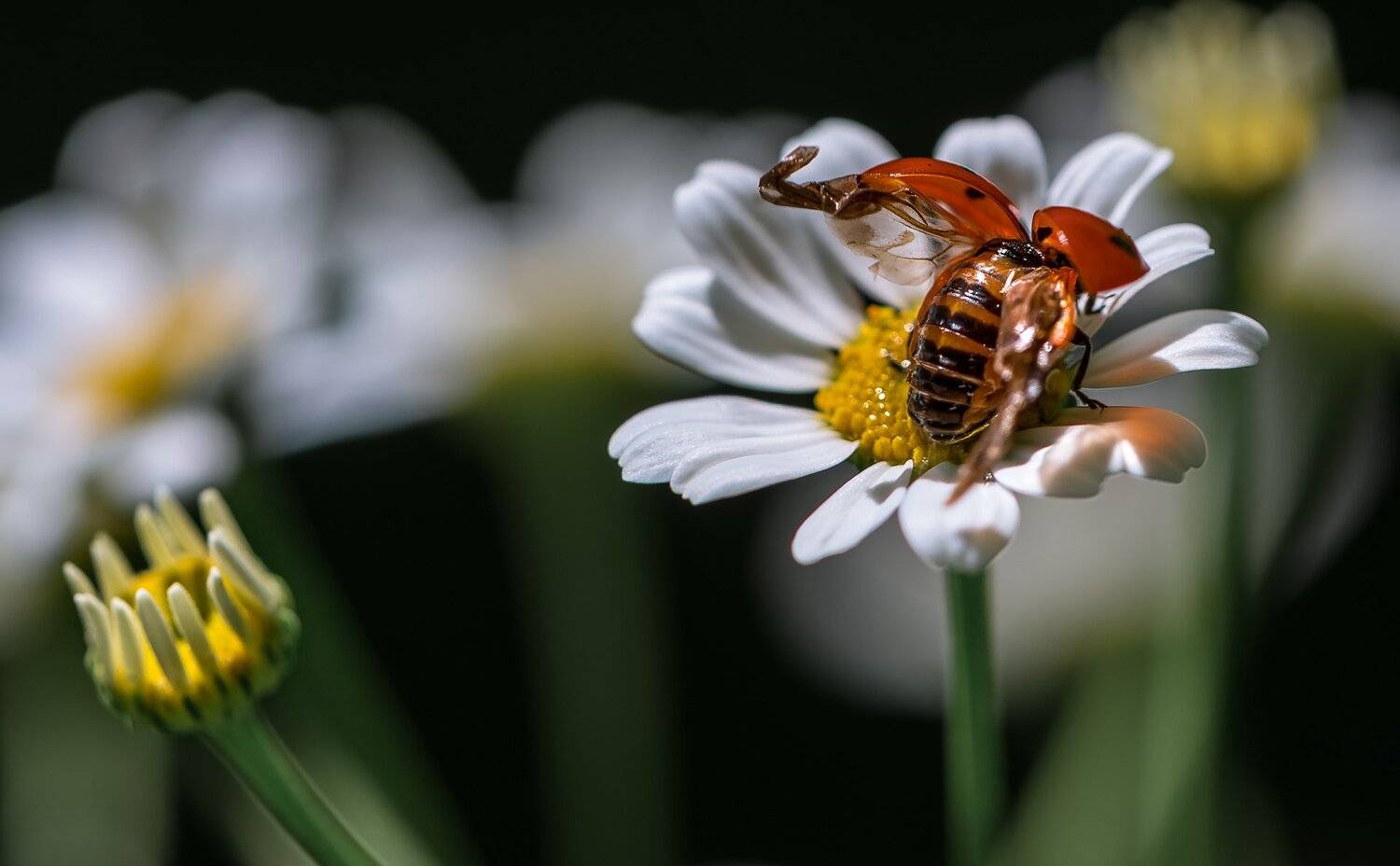природа, макро, цветы, ромашка, жук, божья коровка, Неля Рачкова