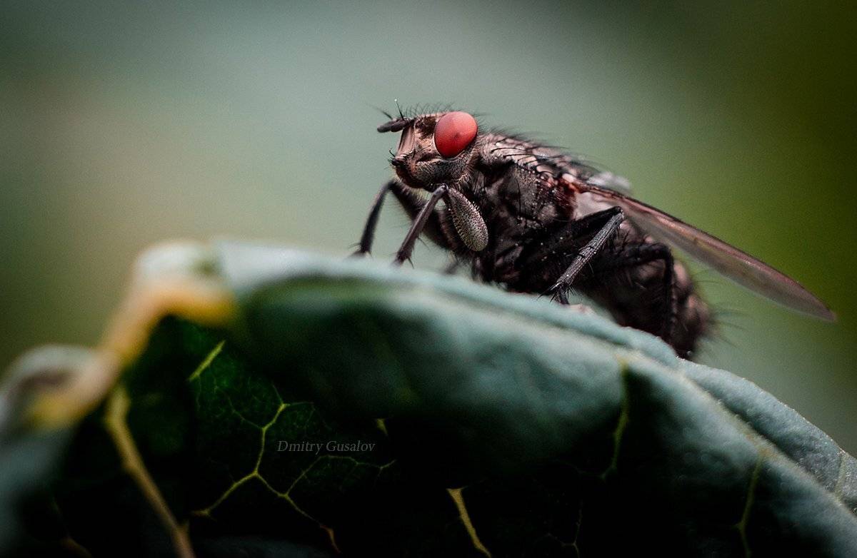 макро, природа, весна, макросъёмка, макрофотография, растение, цветы, жизнь, макромир, Дмитрий Гусалов