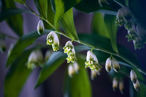 Pro супер-ландыши, Купену