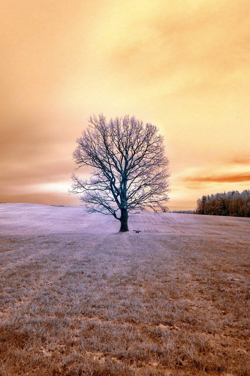 infrared,ик-фото,инфракрасное фото, инфракрасная фотография, пейзаж, осень, Sixten ( Сергей )