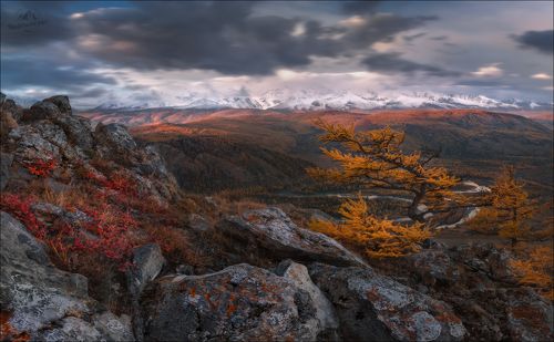 Сибирский бонсай ...