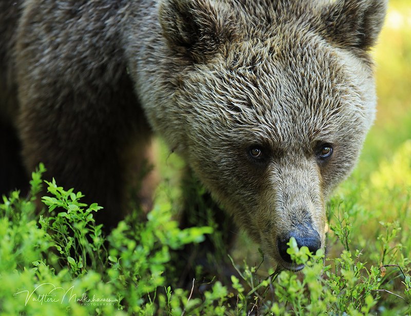 Ну вот и встретились ... фото превью