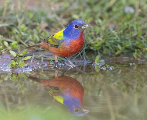 Painted bunting - Расписной овсянковый кардинал