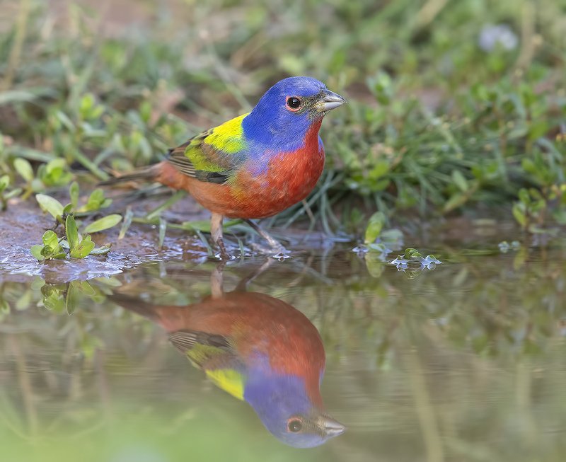 расписной овсянковый кардинал, painted bunting, кардинал, tx, texas Painted bunting - Расписной овсянковый кардинал фото превью