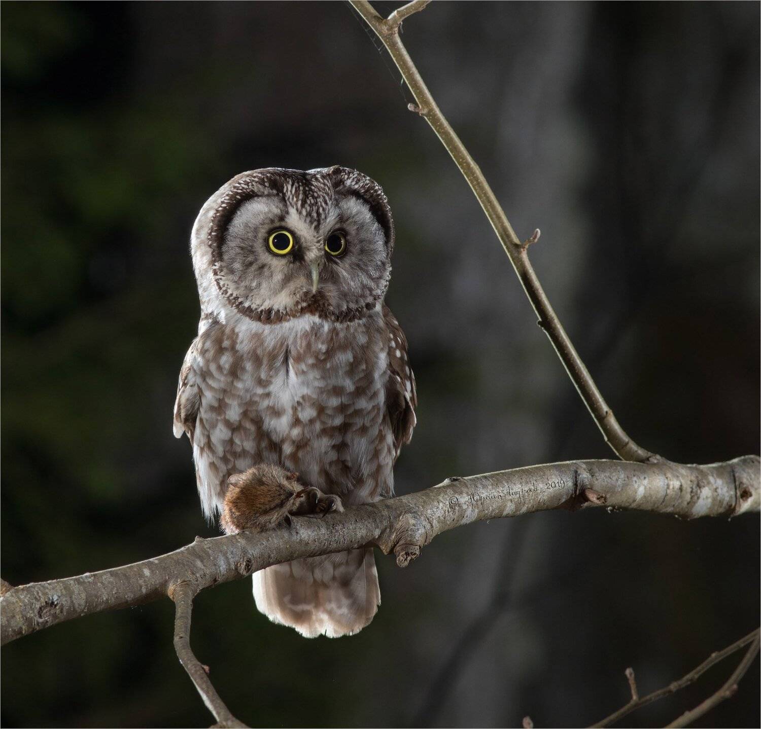 сыч мохноногий, aegolius funereus, мышь, жертва, добыча, ночь, Юрий Андреев