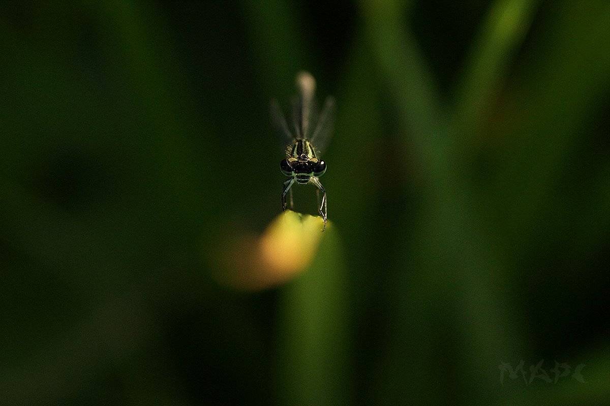 макро стрекоза лето, Шангареев Марс