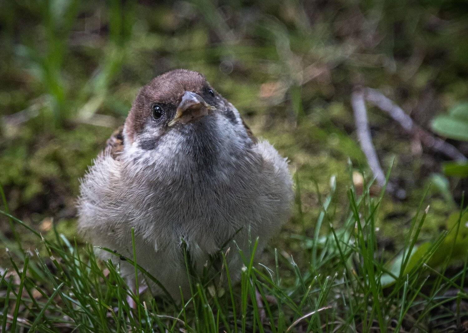, Курлянцев Алексей