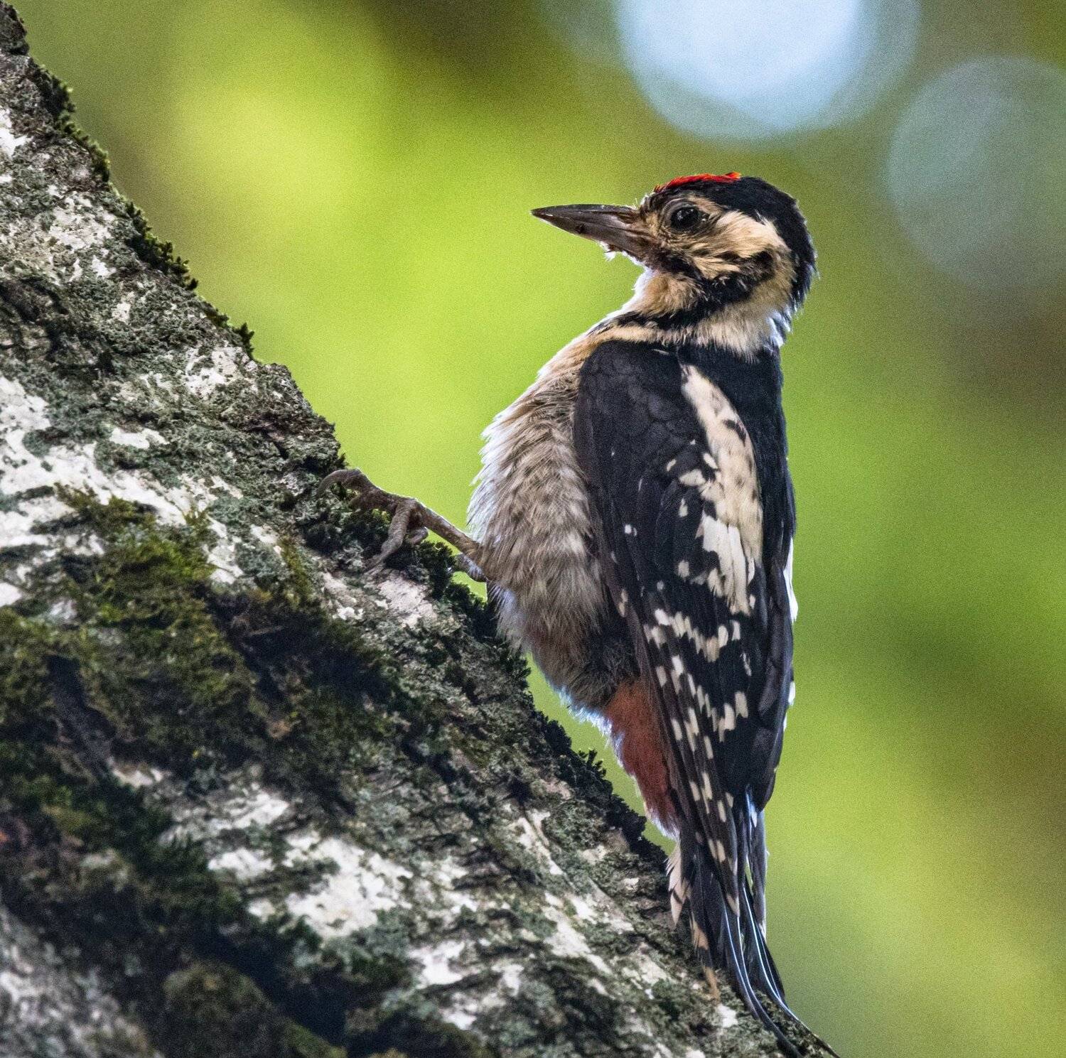 , Курлянцев Алексей