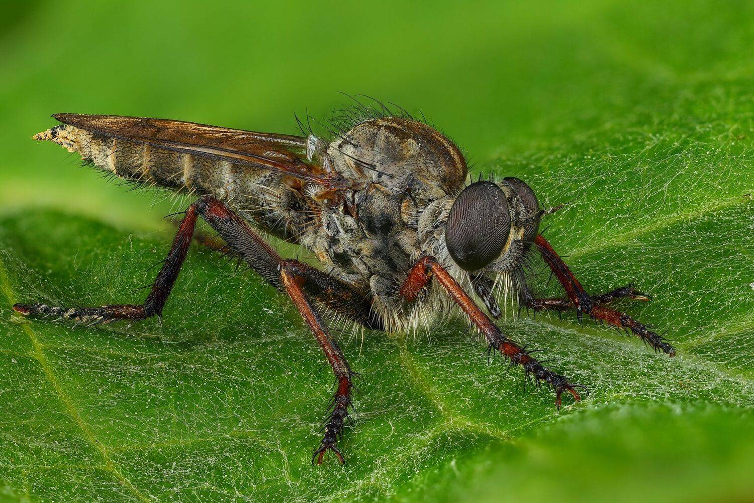 , Андрей Шаповалов
