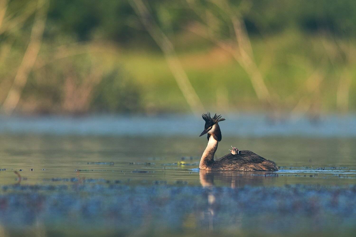 , Калин Ботев