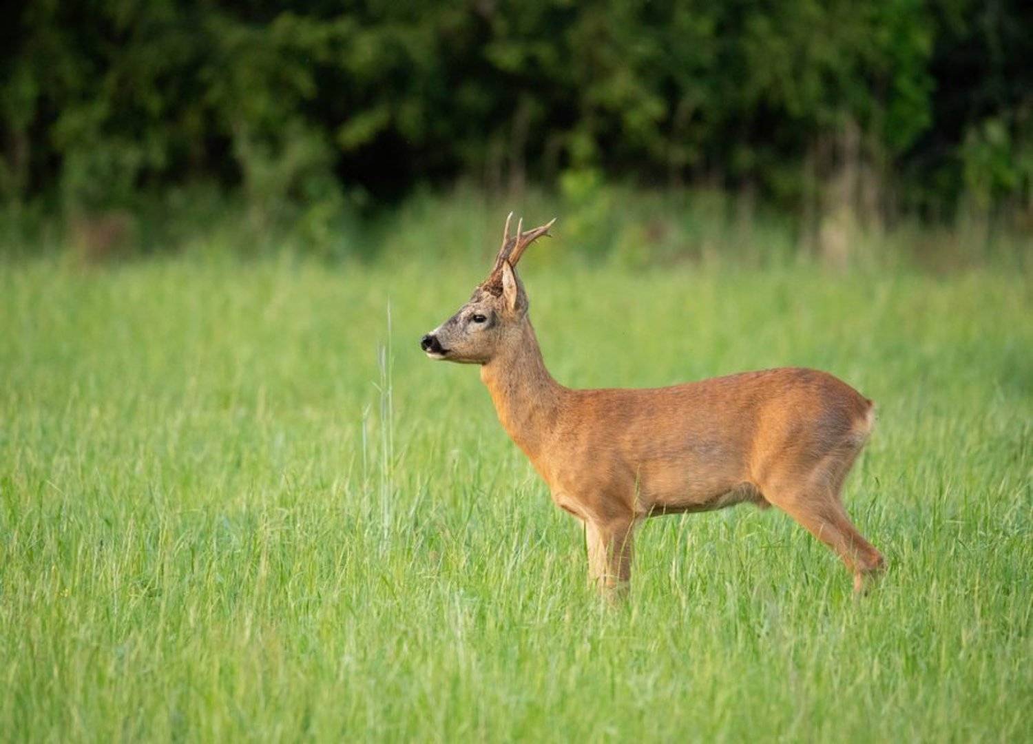 косуля, дикие животные,, Владимир Пакалевич