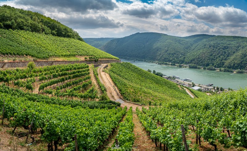 germany, vineyards, landscape, summer Assmanshausen am Rhein фото превью