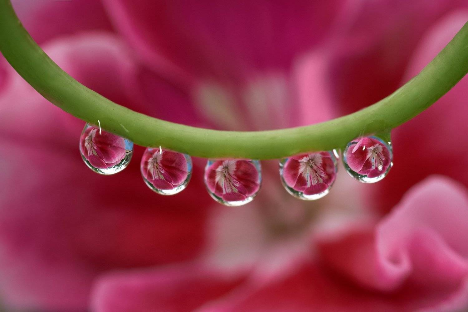 macro, nikon, nature,sigma, цветы, макро, боке, Анна Дегтярёва