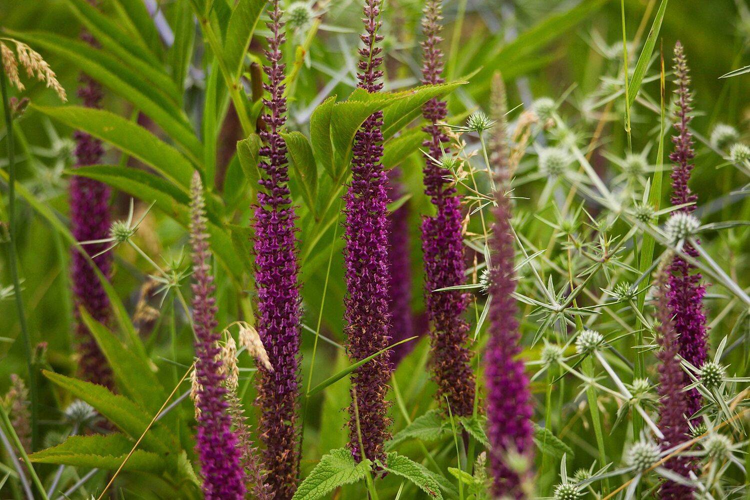 флора,цветы., Marat Magov