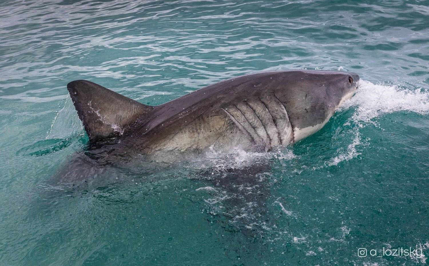 , Александр Лозицкий