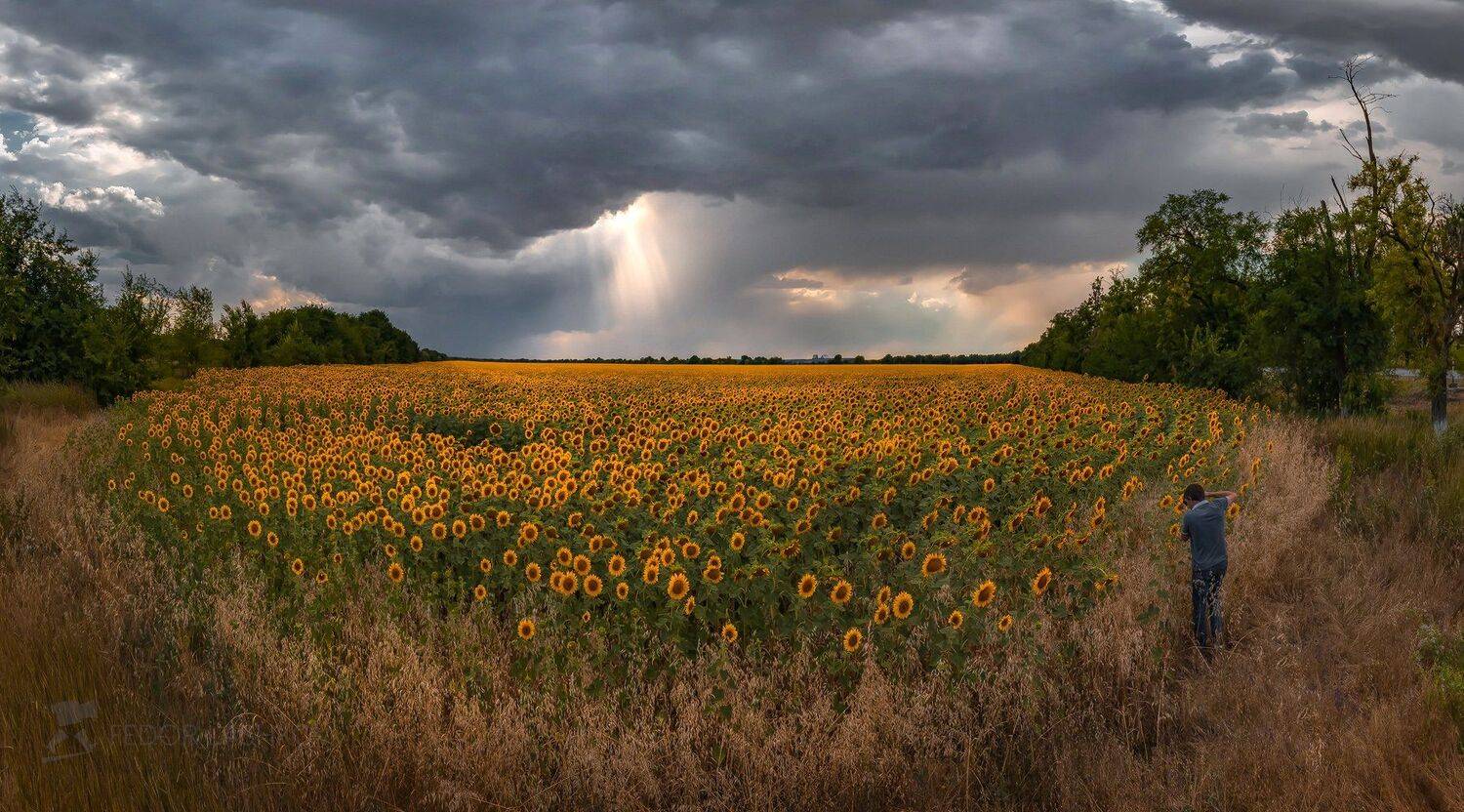 ставропольский край, фотоальбом, ставрополье, подсолнух, поле, поля, облака, тучи, гроза, непогода, луч, лето, июнь, урожай, цветы, подсолнухи, цветут, фотограф, Лашков Фёдор