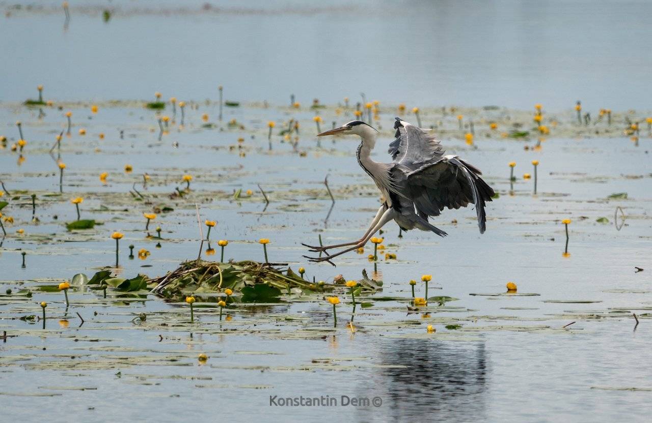 , Константин Дэм