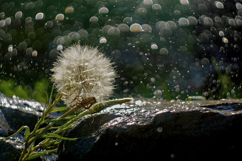 Про одуванчик. фото превью