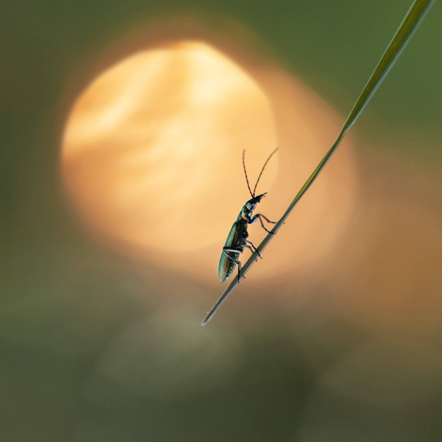 , Анастасия Крылова