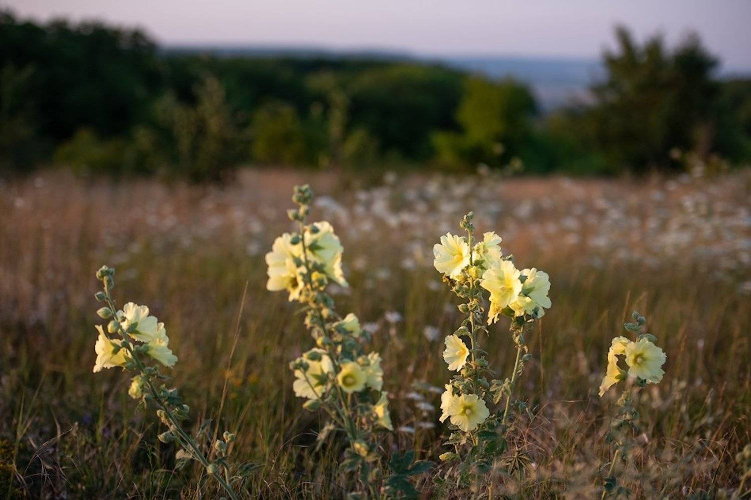 , Андрей Гусаченко
