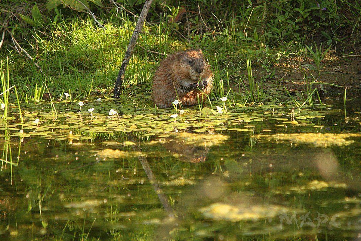 животные ондатра вечер озеро, Шангареев Марс