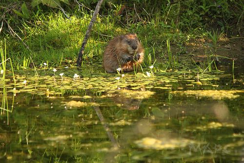 Вечером на озере