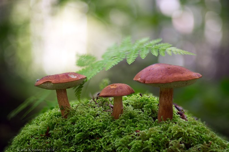 *** фото превью