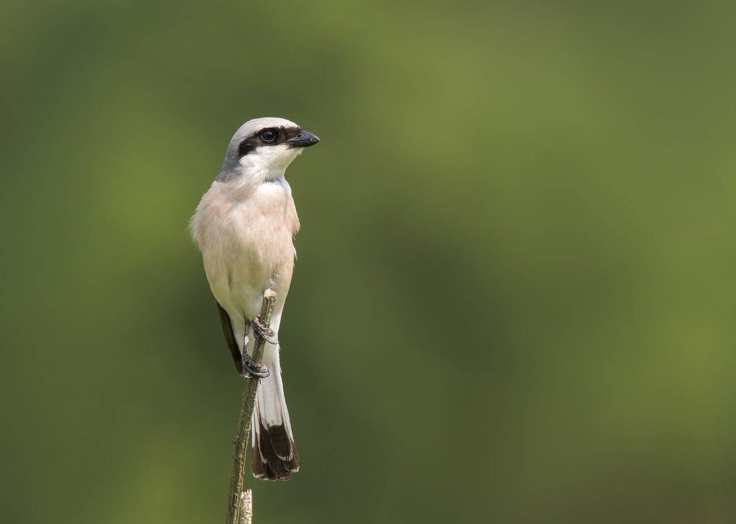 птицы,природа,лето, Андрей Киселёв
