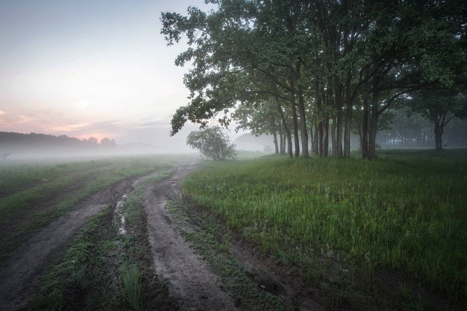 природа утро солнце туман деревья, Михаил Корнилов