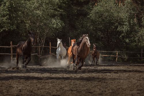 Кони мои, кони