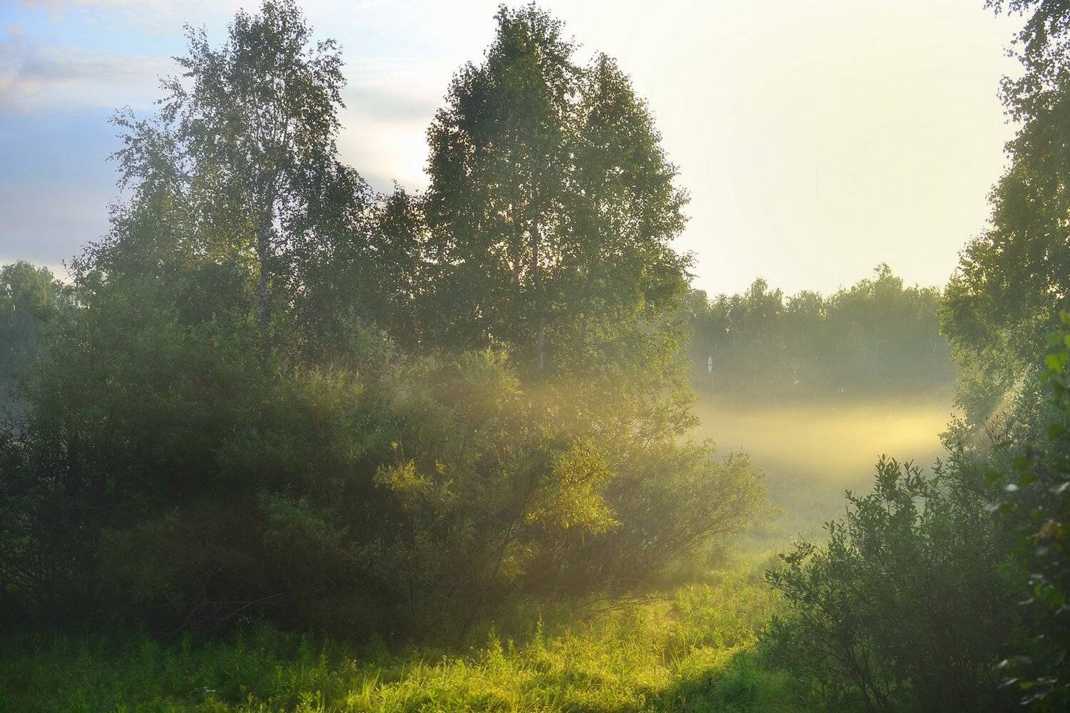 пейзаж,утро,туман,лес,тропинка, Инаида