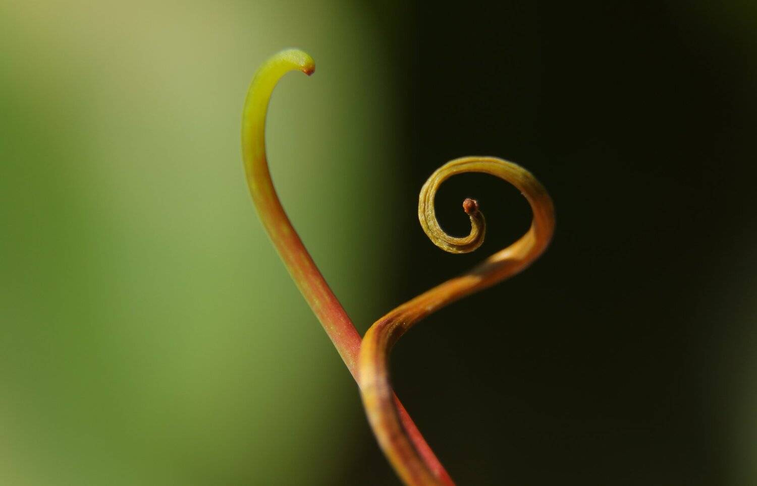 шаварёв, макро, природа, арт, фотография,, Александр Шаварёв