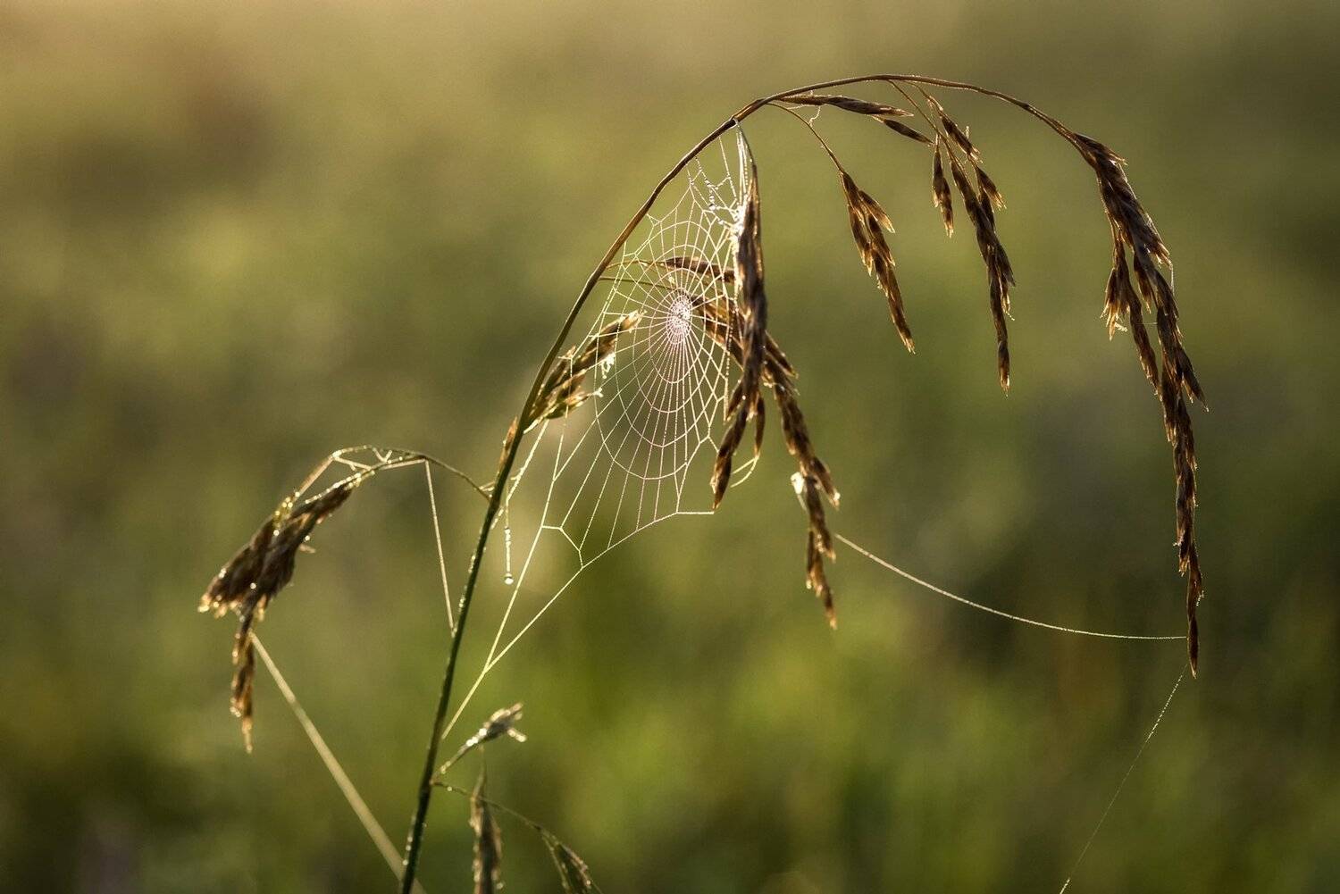 , Юрий Юрьев