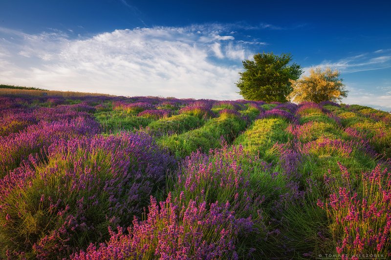 poland, polish, landscape, sunrise, sunset, mood, beautiful, amazing, awesome, adventure, explore, travel, light, lavender, fields Morning in lavender фото превью