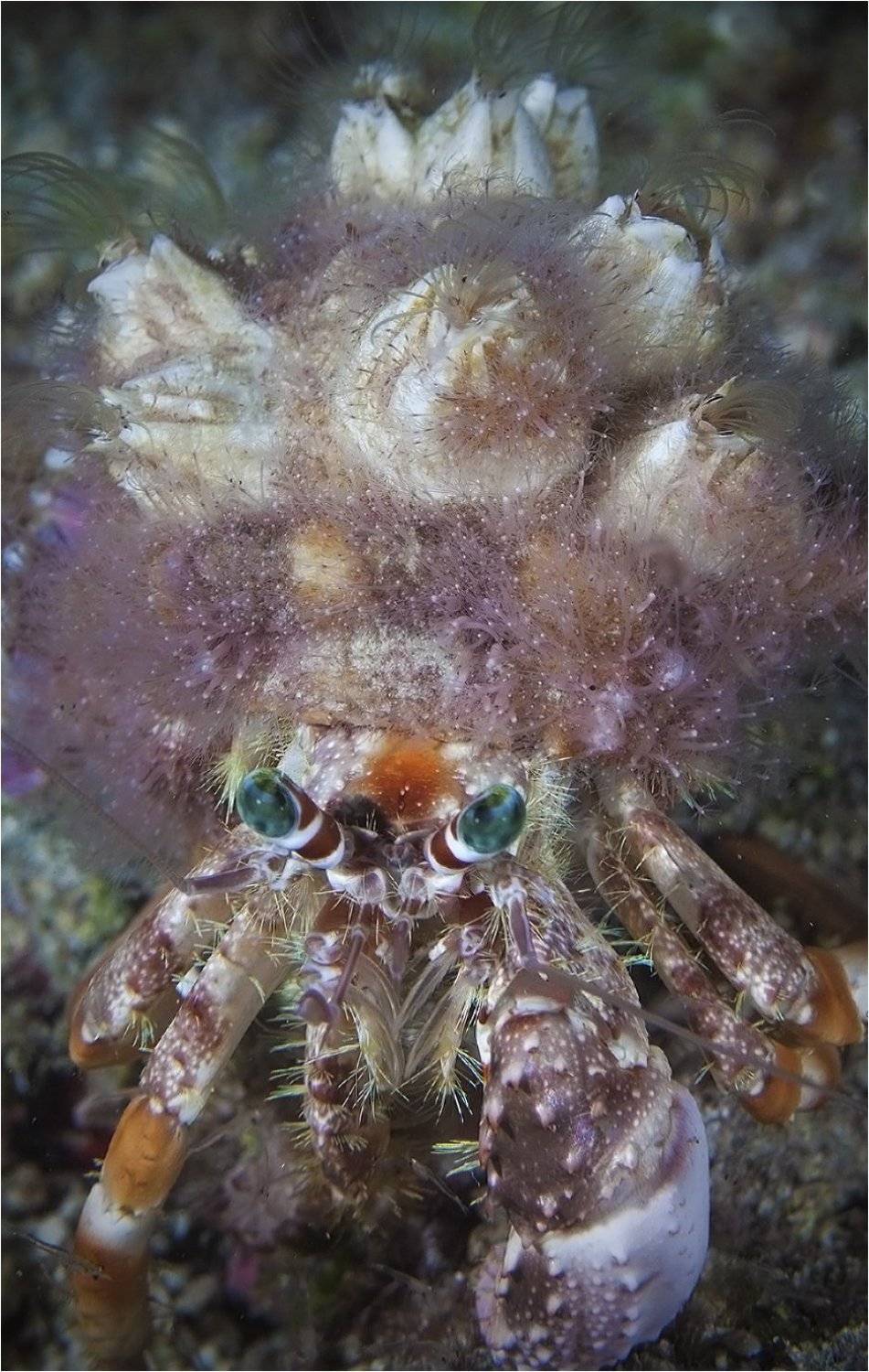 филиппины, апо, отшельник, Сергей Гаспарян