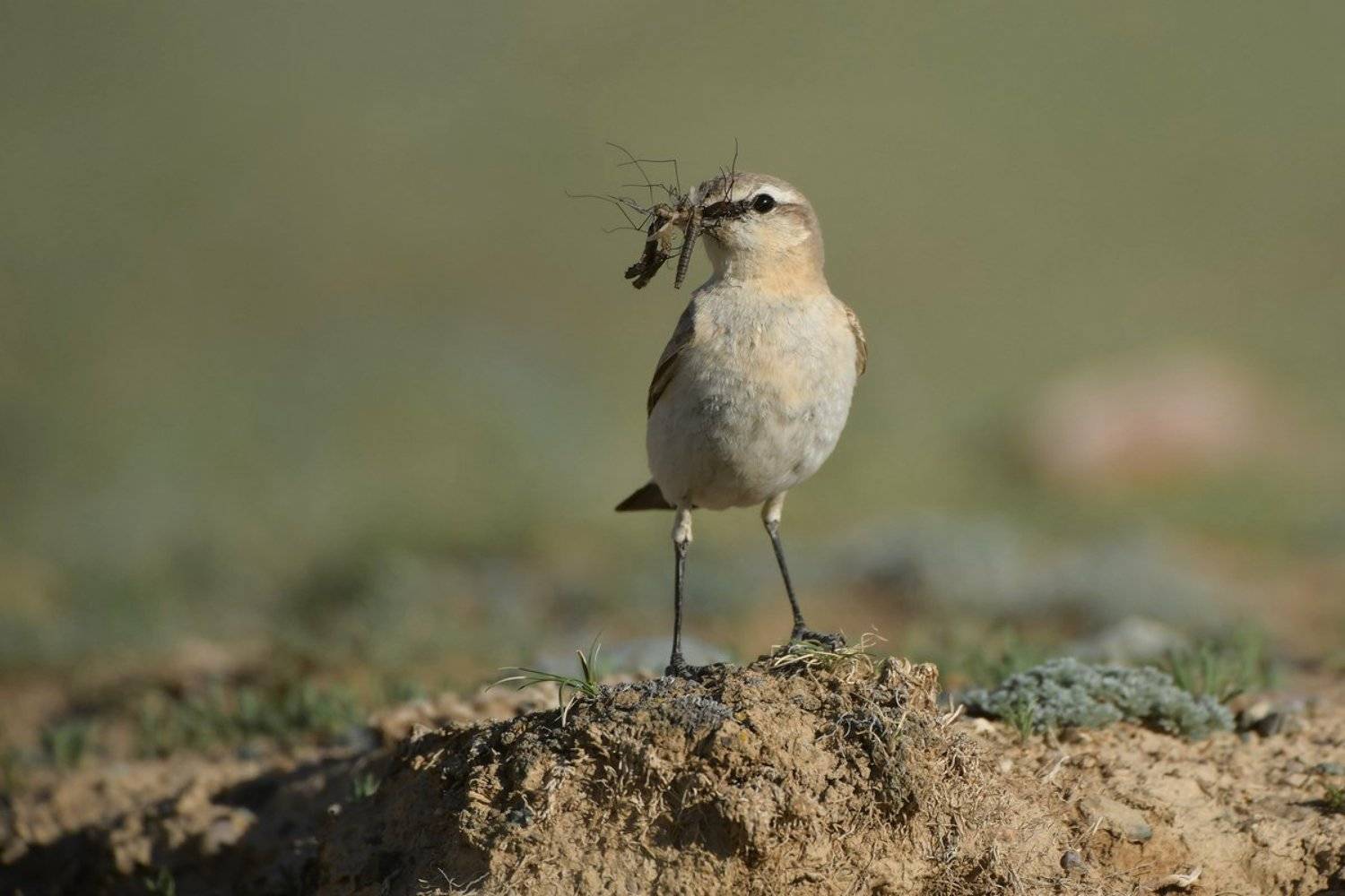 каменка, Александр Маркелов