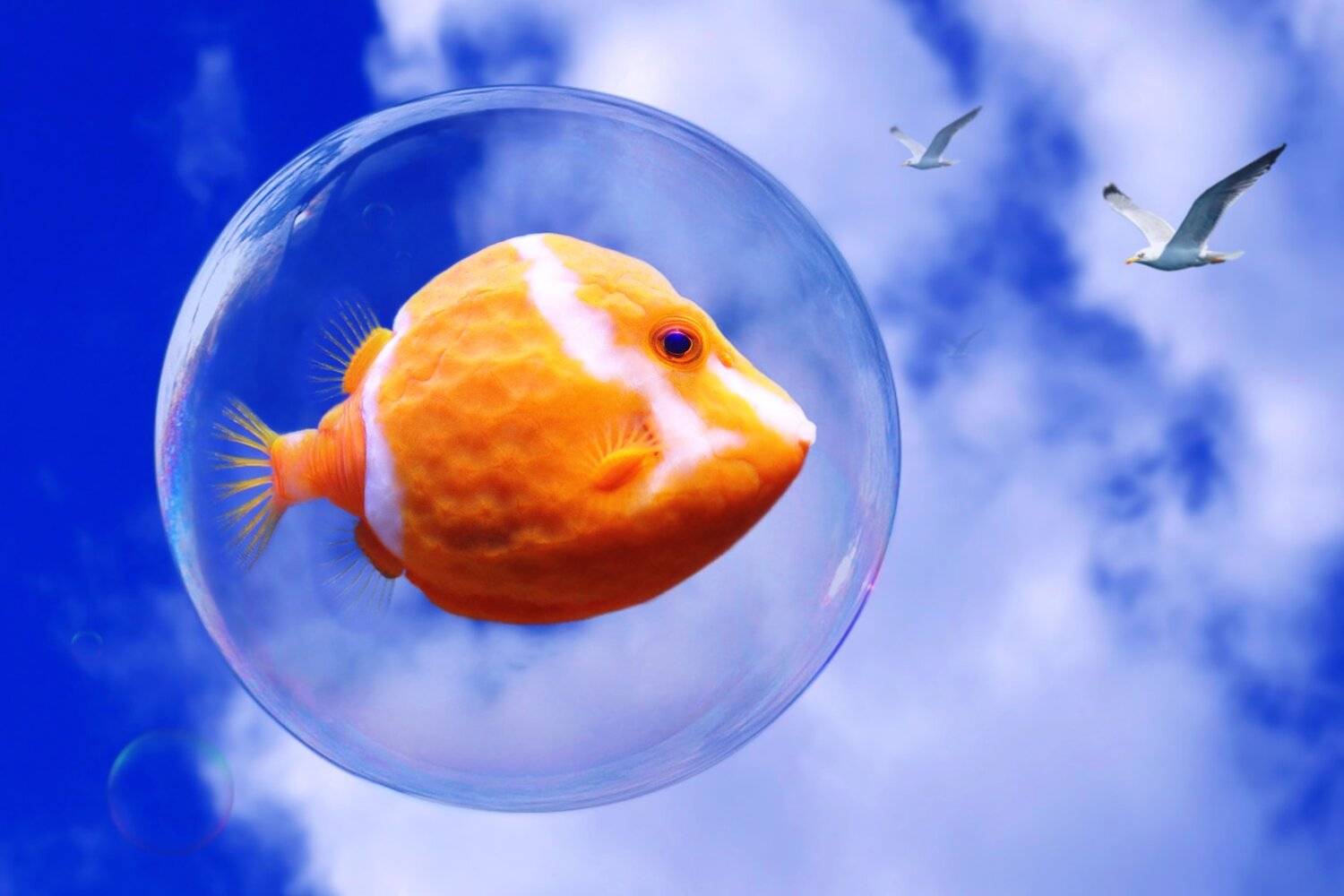 креатив, обработка, концепция, мечта, полёт, полет, concept, dreams, impossible, flying, Дмитрий Салтыков